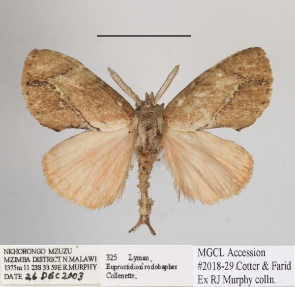 /filer/webapps/moths/media/images/R/rhodobaphes_Euproctidon_AM_MGCLa_03.JPG