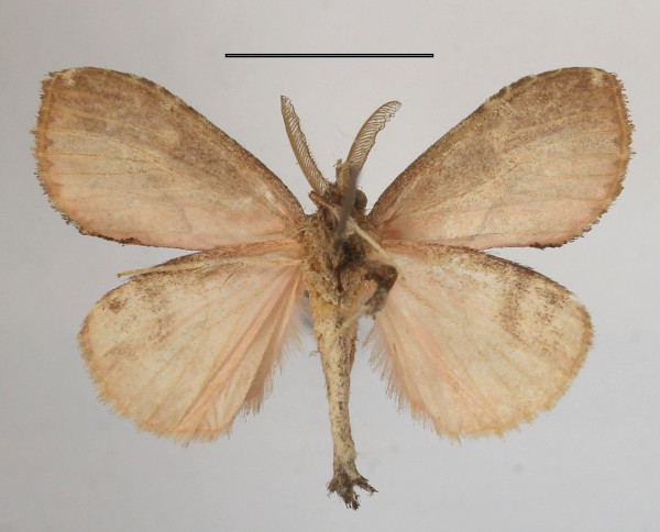 /filer/webapps/moths/media/images/R/rhodobaphes_Euproctidon_AM_MGCLb_01.JPG