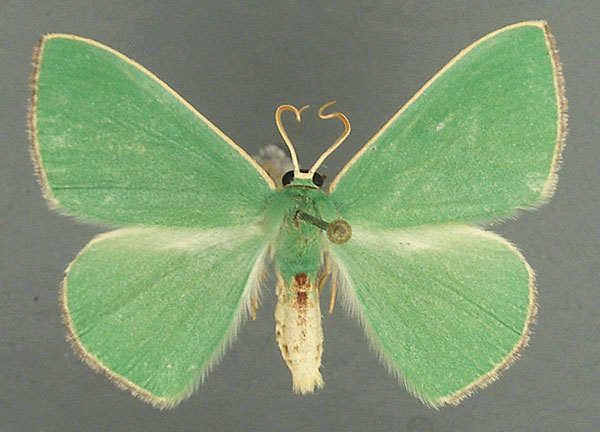 /filer/webapps/moths/media/images/R/rhodocera_Omphax_AM_TMSA.jpg