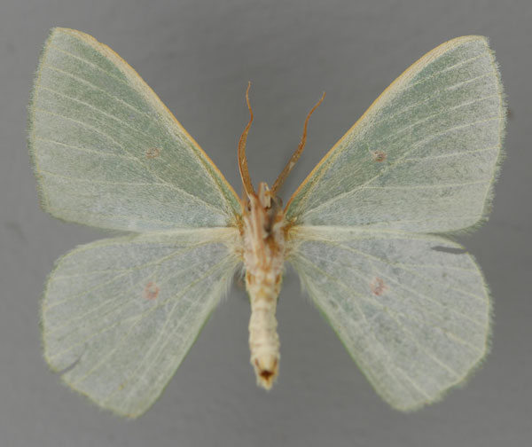 /filer/webapps/moths/media/images/R/rhodocycla_Prasinocyma_A_ZSM_02.jpg