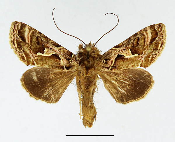 /filer/webapps/moths/media/images/R/rhodographa_Ctenoplusia_AM_Basquin.jpg