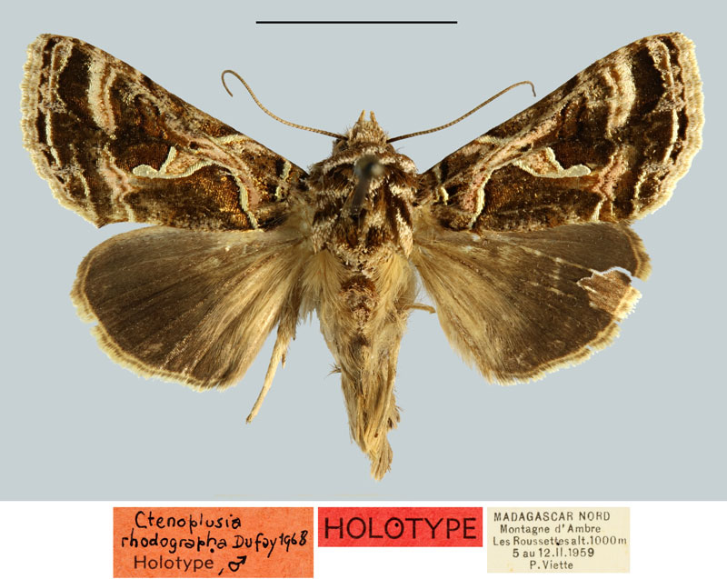 /filer/webapps/moths/media/images/R/rhodographa_Plusia_HT_MNHN.jpg