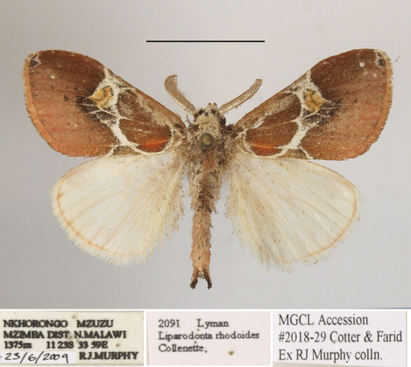 /filer/webapps/moths/media/images/R/rhodoides_Euproctidion_AM_MGCLa_02.JPG