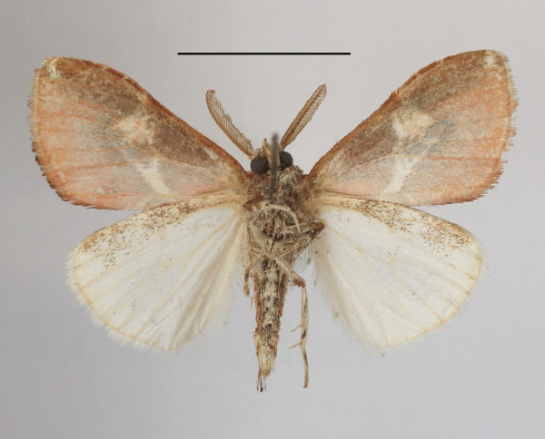 /filer/webapps/moths/media/images/R/rhodoides_Euproctidion_AM_MGCLb_01.JPG