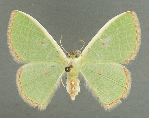 /filer/webapps/moths/media/images/R/rhodolopha_Comibaena_AF_TMSA.jpg