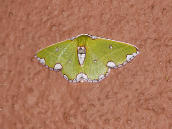 /filer/webapps/moths/media/images/R/rhodomadia_Centrochria_A_Roland.jpg