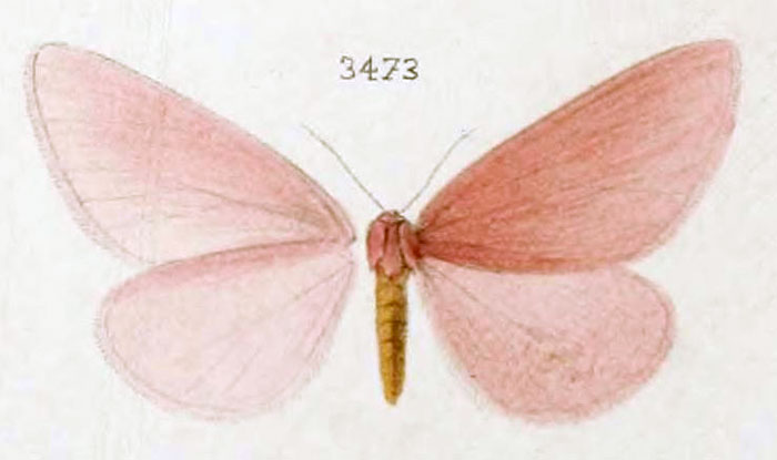 /filer/webapps/moths/media/images/R/rhodonaria_Rhodopan_STF_Oberthur_152-3473.jpg