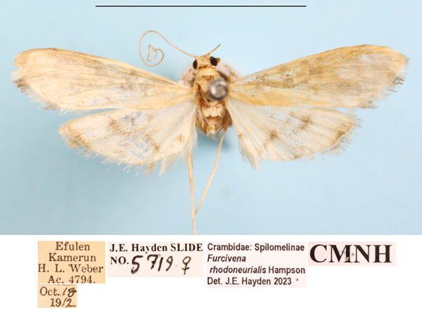 /filer/webapps/moths/media/images/R/rhodoneurialis_Furcivena_AF_CMNHa.jpg