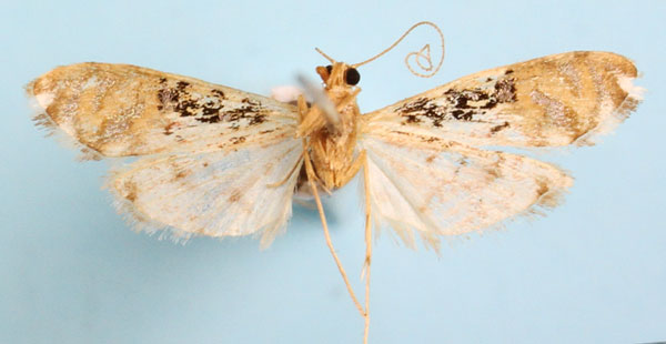 /filer/webapps/moths/media/images/R/rhodoneurialis_Furcivena_AF_CMNHb.jpg