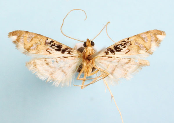 /filer/webapps/moths/media/images/R/rhodoneurialis_Furcivena_AM_CMNH_01b_Sjms9Xf.jpg