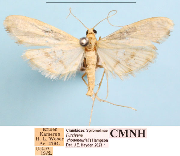 /filer/webapps/moths/media/images/R/rhodoneurialis_Furcivena_AM_CMNH_02a.jpg