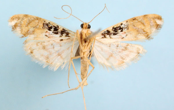 /filer/webapps/moths/media/images/R/rhodoneurialis_Furcivena_AM_CMNH_02b.jpg