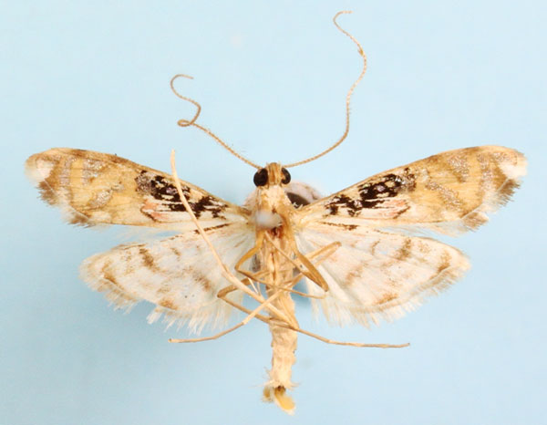 /filer/webapps/moths/media/images/R/rhodoneurialis_Furcivena_AM_CMNH_03b.jpg