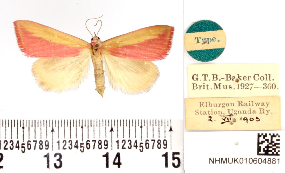 /filer/webapps/moths/media/images/R/rhodopa_Antarchaea_HT_BMNH.jpg