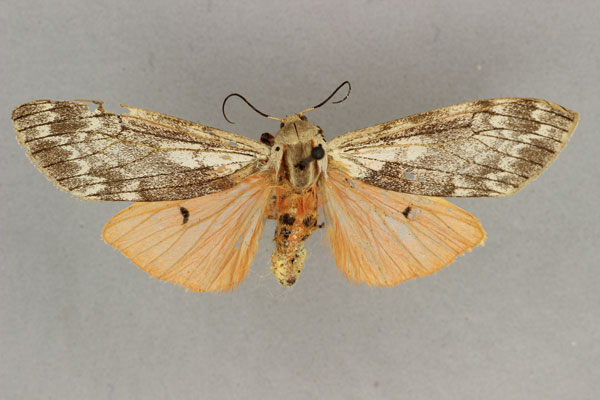/filer/webapps/moths/media/images/R/rhodophaea_Teracotona_AF_BMNH.jpg