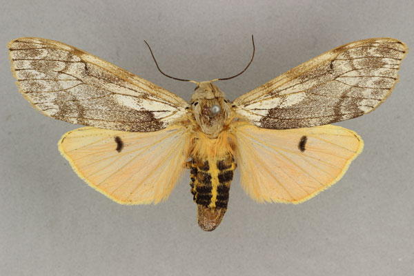 /filer/webapps/moths/media/images/R/rhodophaea_Teracotona_AF_BMNH_02.jpg