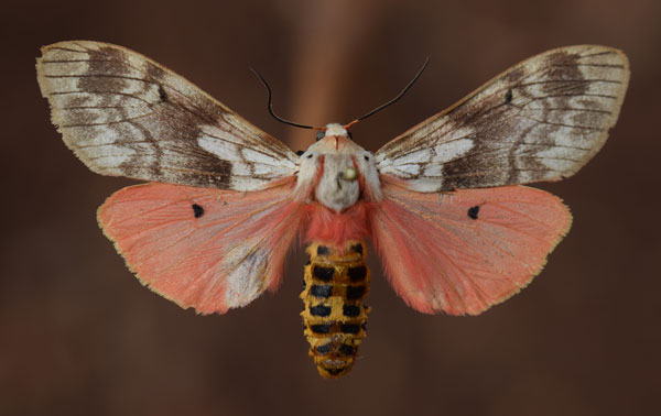 /filer/webapps/moths/media/images/R/rhodophaea_Teracotona_AF_Butler.jpg