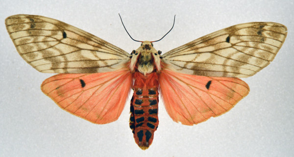/filer/webapps/moths/media/images/R/rhodophaea_Teracotona_AF_NHMO.jpg