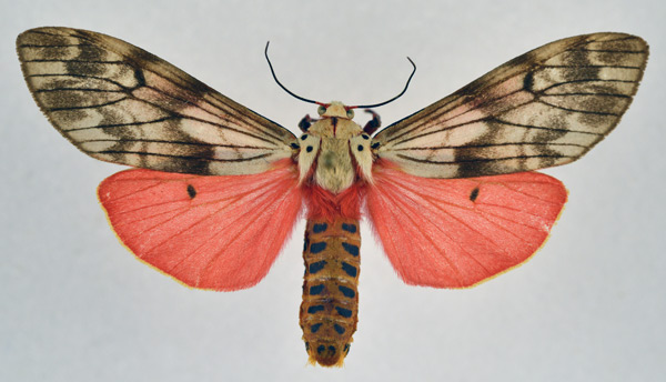 /filer/webapps/moths/media/images/R/rhodophaea_Teracotona_AM_NHMO.jpg