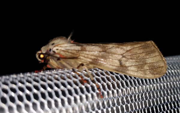 /filer/webapps/moths/media/images/R/rhodophaea_Teracotona_A_Akite_01.jpg