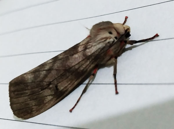 /filer/webapps/moths/media/images/R/rhodophaea_Teracotona_A_Akite_02.jpg