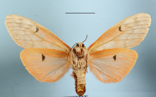 /filer/webapps/moths/media/images/R/rhodophaea_Teracotona_A_MGCLb_01.jpg