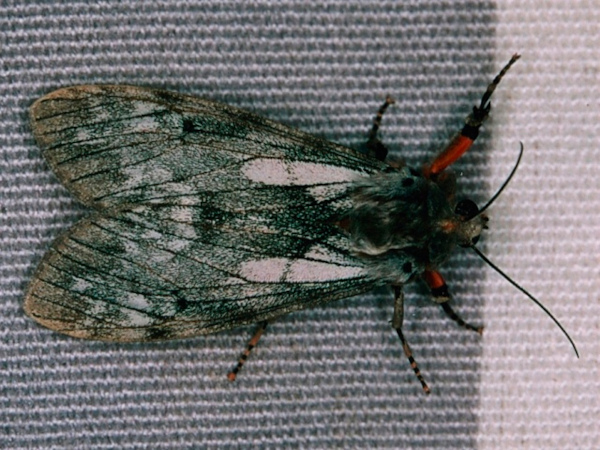 /filer/webapps/moths/media/images/R/rhodophaea_Teracotona_A_Roland.jpg