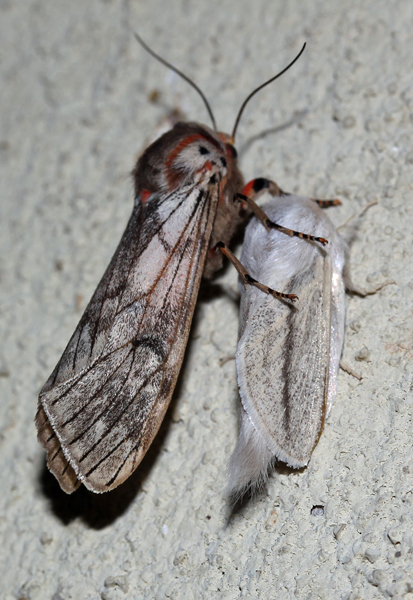 /filer/webapps/moths/media/images/R/rhodophaea_Teracotona_A_Roland_01.jpg
