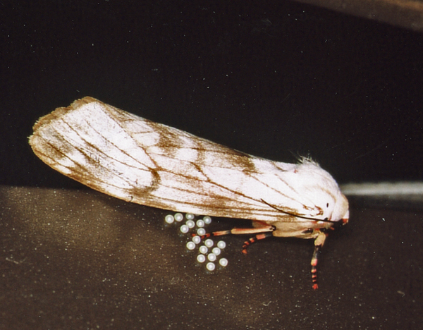 /filer/webapps/moths/media/images/R/rhodophaea_Teracotona_A_Roland_08_2.jpg
