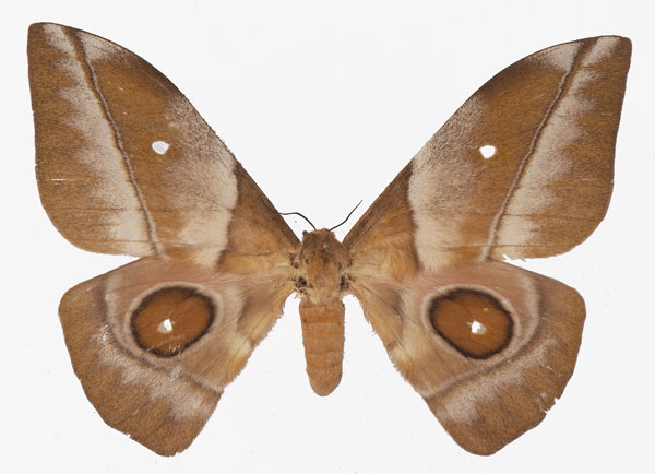 /filer/webapps/moths/media/images/R/rhodophila_Gonimbrasia_AF_Basquin.jpg