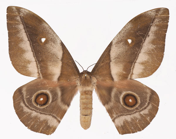 /filer/webapps/moths/media/images/R/rhodophila_Gonimbrasia_AF_Basquina.jpg