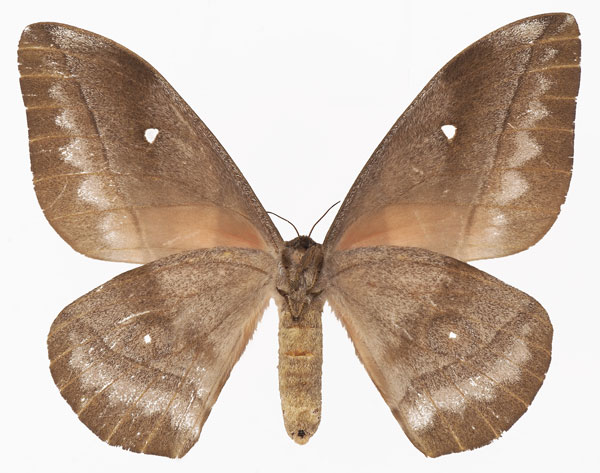/filer/webapps/moths/media/images/R/rhodophila_Gonimbrasia_AF_Basquinb.jpg