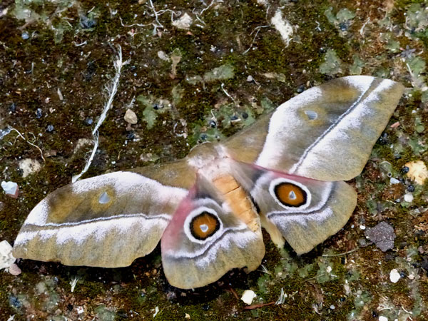 /filer/webapps/moths/media/images/R/rhodophila_Gonimbrasia_AF_Vanhoudt.jpg