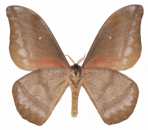 /filer/webapps/moths/media/images/R/rhodophila_Gonimbrasia_AM_Basquinb.jpg