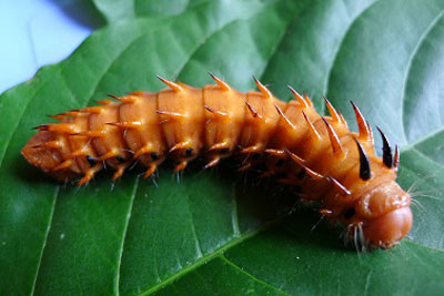 /filer/webapps/moths/media/images/R/rhodophila_Gonimbrasia_C_Konda.jpg