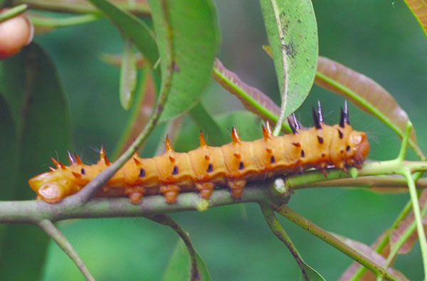 /filer/webapps/moths/media/images/R/rhodophila_Gonimbrasia_C_Latham.jpg