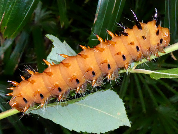/filer/webapps/moths/media/images/R/rhodophila_Gonimbrasia_C_Vanhoudt.jpg