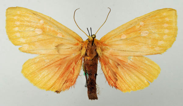 /filer/webapps/moths/media/images/R/rhodophora_Melapera_AF_Basquin.jpg