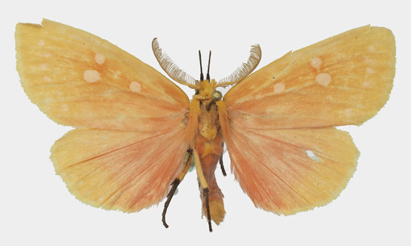 /filer/webapps/moths/media/images/R/rhodophora_Melapera_AM_Basquina.jpg