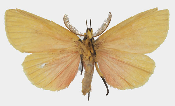 /filer/webapps/moths/media/images/R/rhodophora_Melapera_AM_Basquinb.jpg