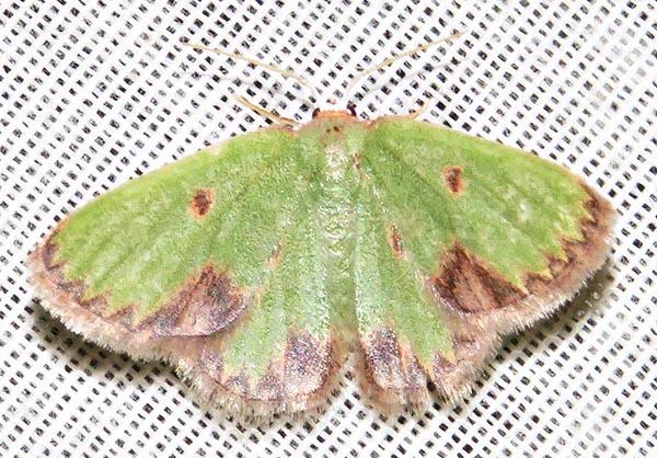 /filer/webapps/moths/media/images/R/rhodophthalma_Eucrostes_A_Braun_03.jpg