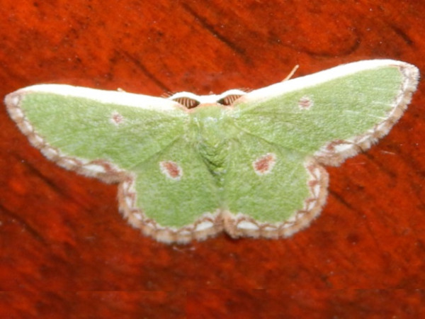 /filer/webapps/moths/media/images/R/rhodophthalma_Eucrostes_A_Grobler_02.jpg