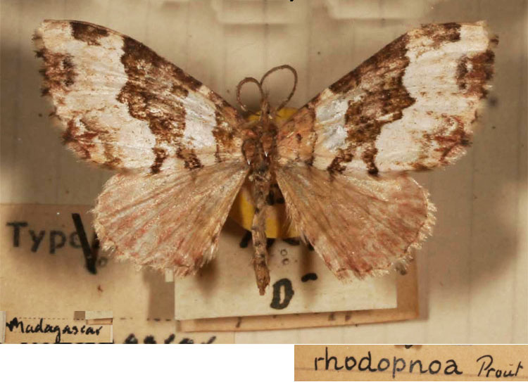 /filer/webapps/moths/media/images/R/rhodopnoa_Epirrhoe_HT_BMNH.jpg