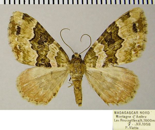 /filer/webapps/moths/media/images/R/rhodopnoa_Mimoclystia_AF_ZSM_01.jpg