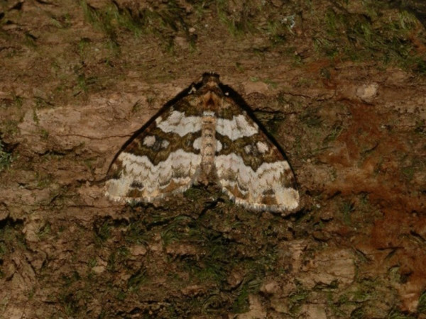 /filer/webapps/moths/media/images/R/rhodopnoa_Mimoclystia_A_DeBeer.jpeg