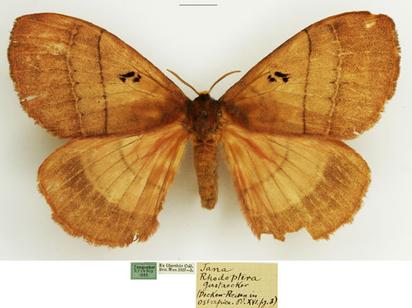 /filer/webapps/moths/media/images/R/rhodoptera_Rhodopteriana_AF_NHMUK.jpg