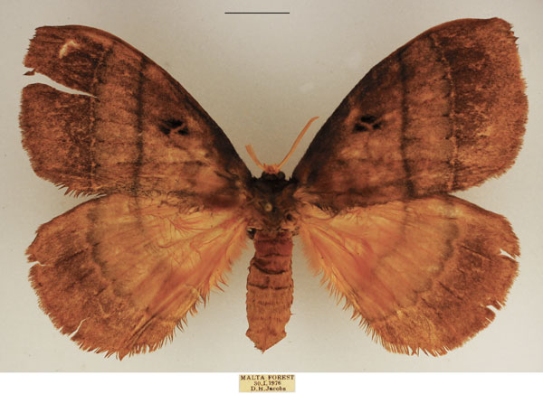 /filer/webapps/moths/media/images/R/rhodoptera_Rhodopteriana_AF_TMSA_01.jpg