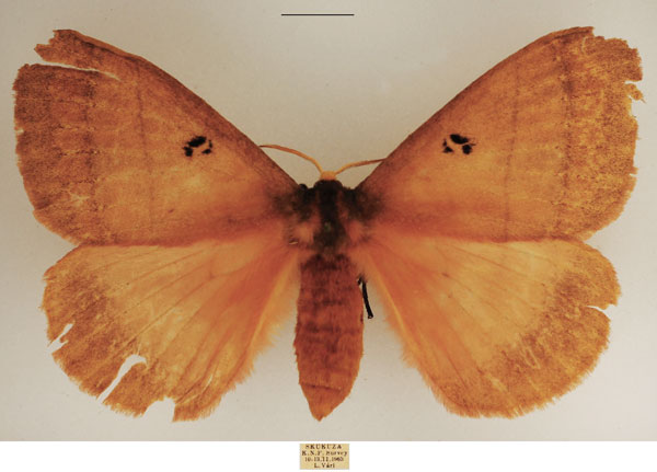 /filer/webapps/moths/media/images/R/rhodoptera_Rhodopteriana_AF_TMSA_02.jpg