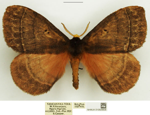 /filer/webapps/moths/media/images/R/rhodoptera_Rhodopteriana_AM_NHMUK.jpg