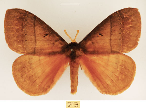/filer/webapps/moths/media/images/R/rhodoptera_Rhodopteriana_AM_TMSA_01.jpg